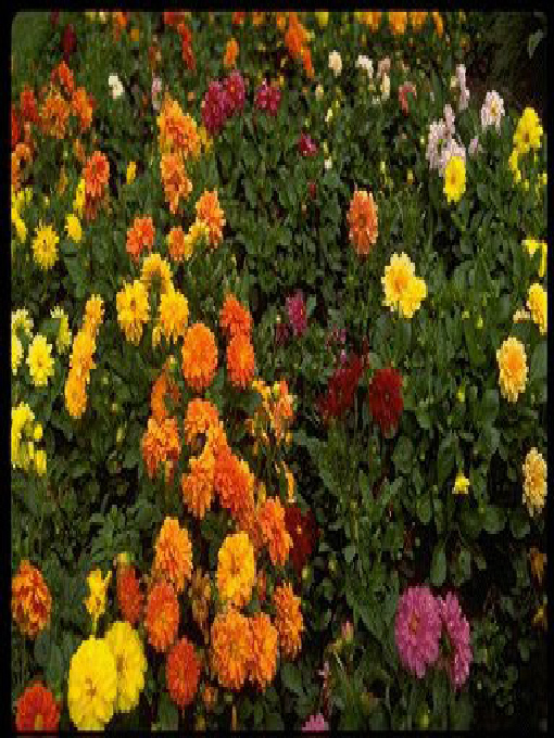 Title details for HANDBOOK OF AROMA THERAPY by Dr. Kush Bhargava - Available